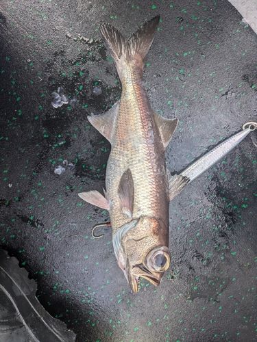 クロムツの釣果