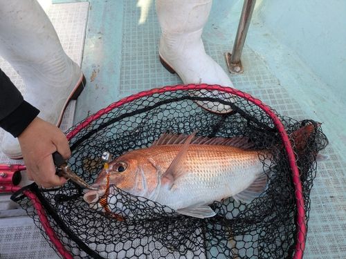 マダイの釣果