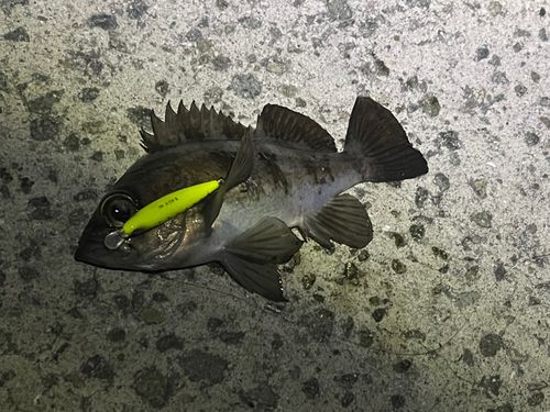 シロメバルの釣果