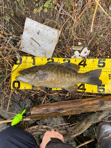 スモールマウスバスの釣果