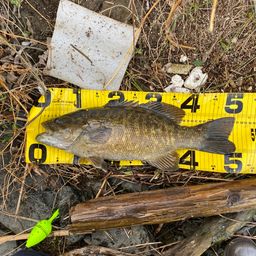 スモールマウスバス