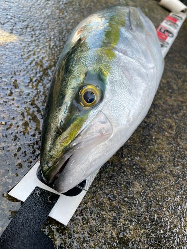 メジロの釣果