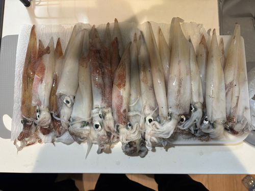 ササイカの釣果