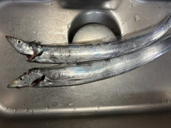 タチウオの釣果