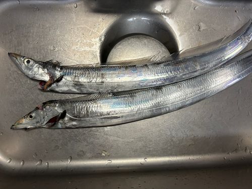 タチウオの釣果