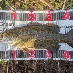 スモールマウスバス