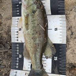 ラージマウスバス