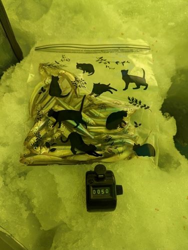 ワカサギの釣果