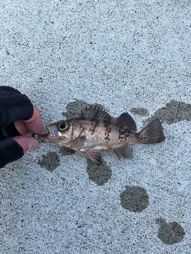 メバルの釣果