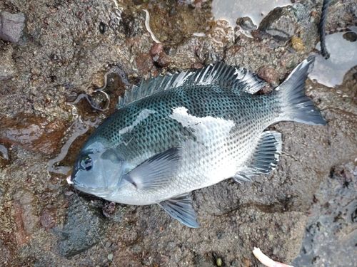 クチブトグレの釣果