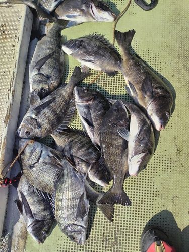 チヌの釣果
