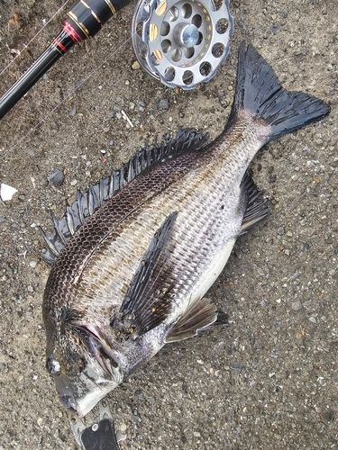 クロダイの釣果