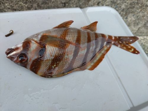タカノハダイの釣果