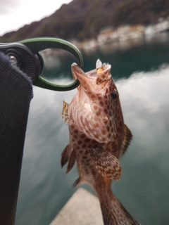 オオモンハタの釣果