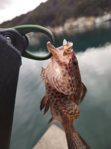 オオモンハタの釣果