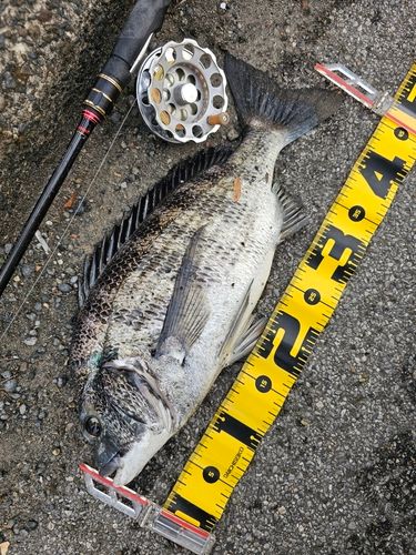 クロダイの釣果