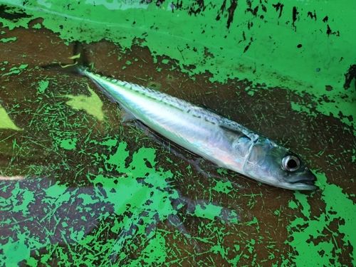 サバの釣果