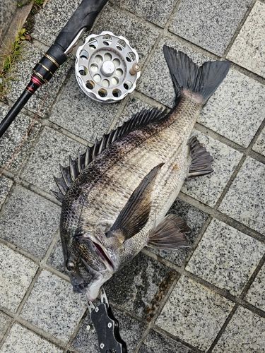 クロダイの釣果