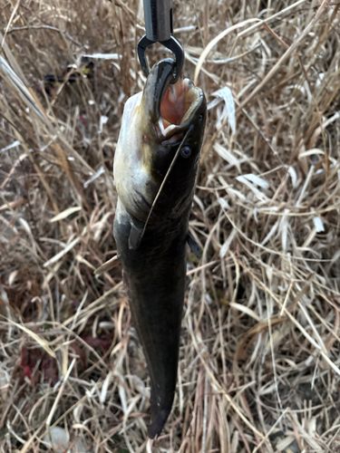 ナマズの釣果