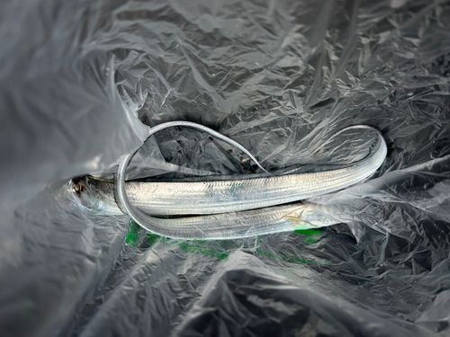 タチウオの釣果