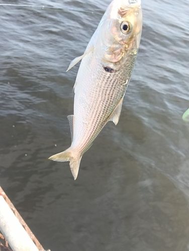 コノシロの釣果