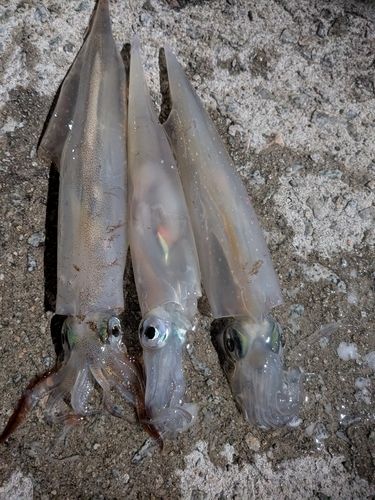 ササイカの釣果