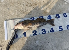 アイナメの釣果