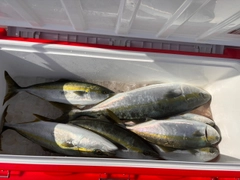 ワラサの釣果