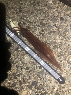 ヤリイカの釣果