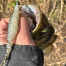 スモールマウスバス