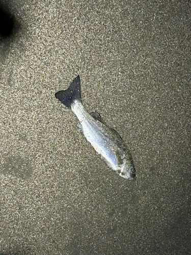 セイゴ（マルスズキ）の釣果