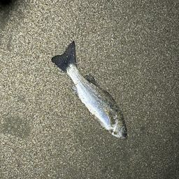 セイゴ（マルスズキ）