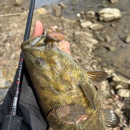 スモールマウスバス