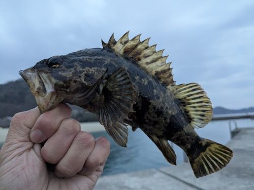 タケノコメバルの釣果