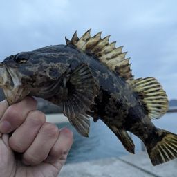 タケノコメバル