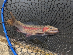 ニジマスの釣果