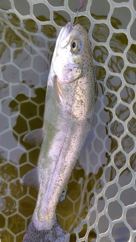 ニジマスの釣果