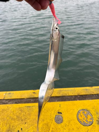 タチウオの釣果