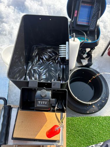 ワカサギの釣果