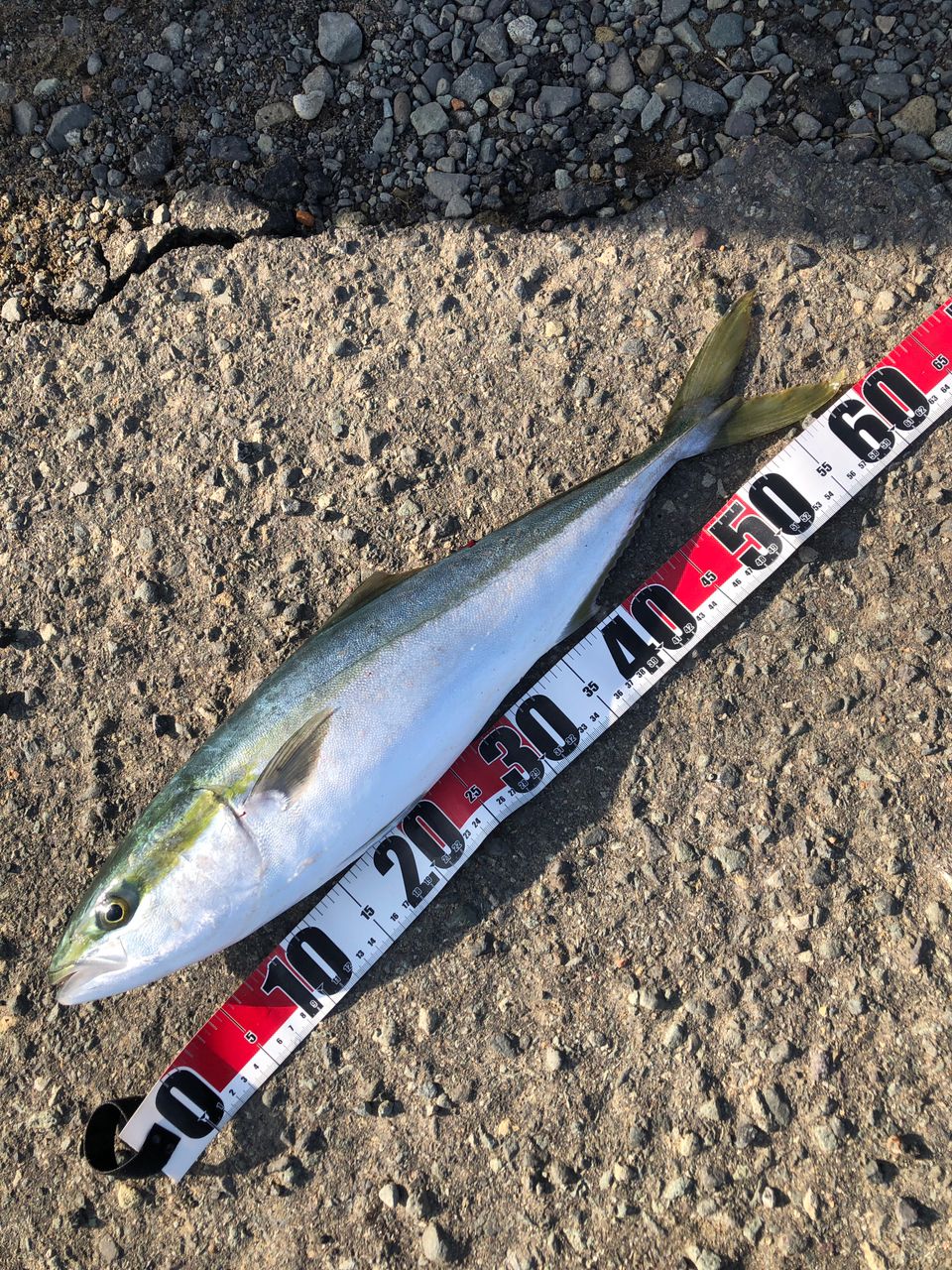 SHIMANO ネッサ CI4+ S1008MMHの最安値・インプレ・釣果 | 本音の