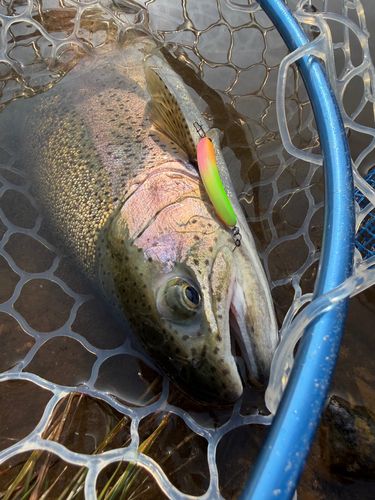 ニジマスの釣果