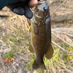 スモールマウスバス