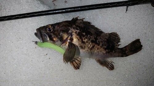 クロソイの釣果