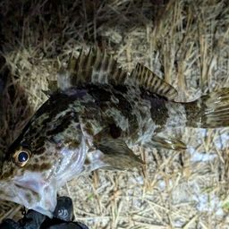 タケノコメバル