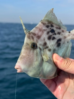 カワハギの釣果