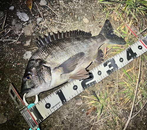 クロダイの釣果