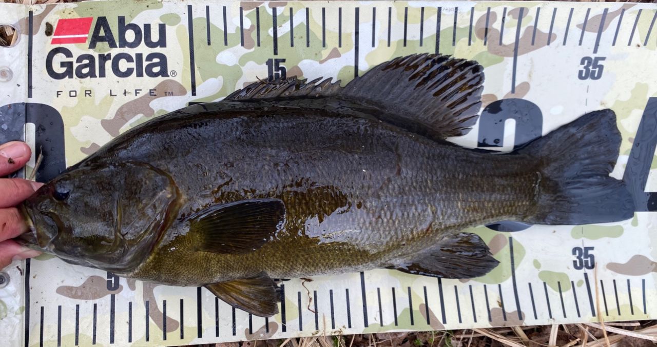 スモールマウスバス