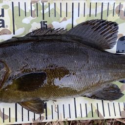 スモールマウスバス