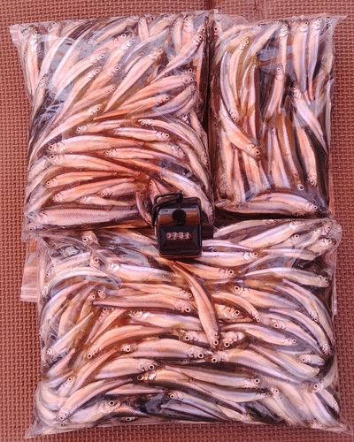 ワカサギの釣果