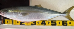 ワラサの釣果